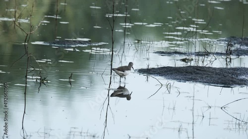 The Tringa bird walks through the swamp in search of food during the rain