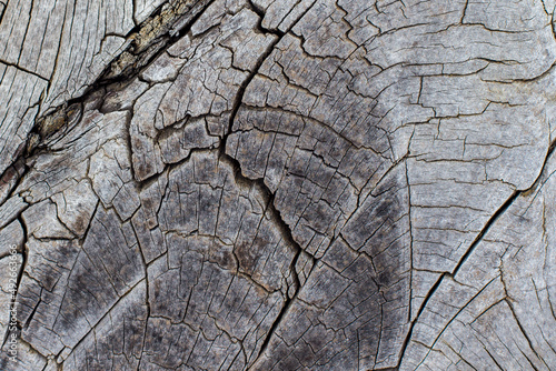 Closeup of a stem showing the veins of the wood.