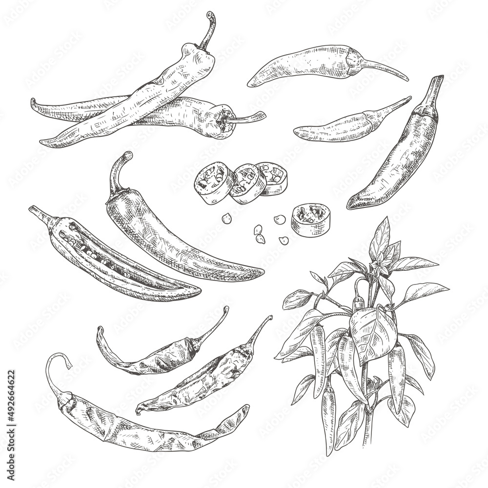 Hand drawn chili peppers. Set sketches with chili peppers on a branch with leaves and flower, whole and cut in half. Vector illustration isolated on white background. - obrazy, fototapety, plakaty 
