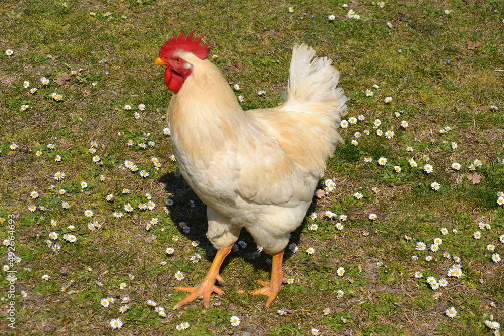 Fototapeta premium white rooster range chicken on grass