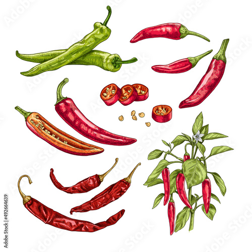 Hand drawn chili peppers. Set sketches with chili peppers on a branch with leaves and flower, whole and cut in half. Vector illustration isolated on white background.
