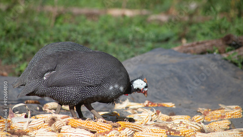 GUINEA Fowl FEEDING ON CORN AND SEEDS ON A FARM