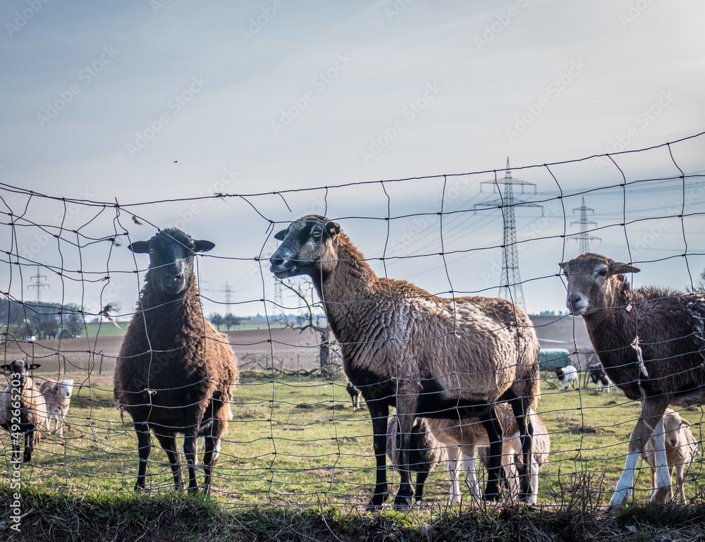Obraz premium Schafe grasen auf der Weide