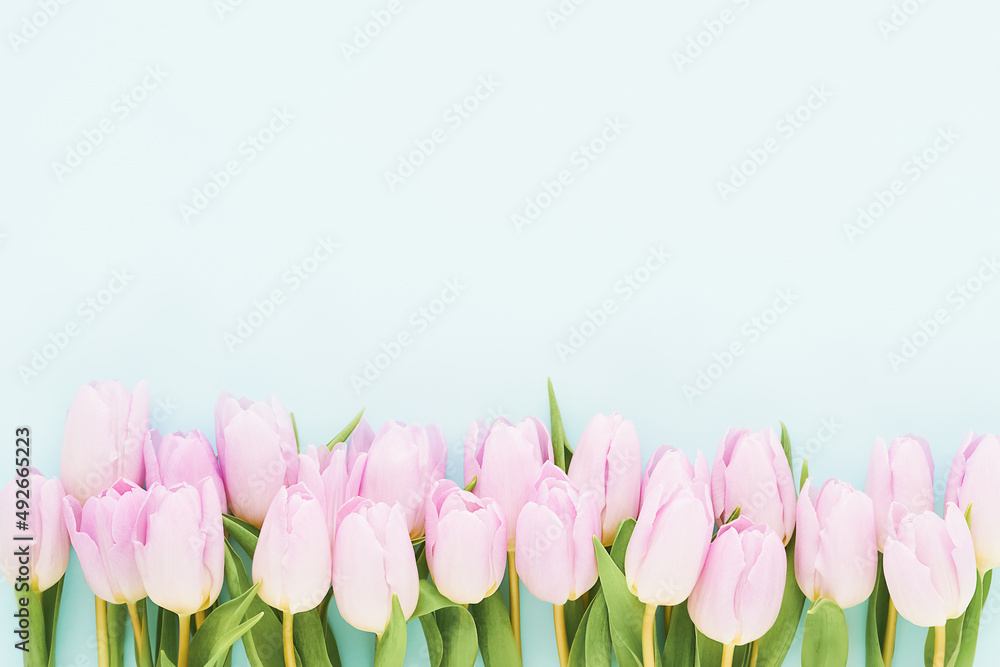 Pink tulips border on a blue background. Mothers Day, Valentines Day, birthday celebration concept Pink tulips border on a blue background. Mothers Day, Valentines Day, birthday celebration concept