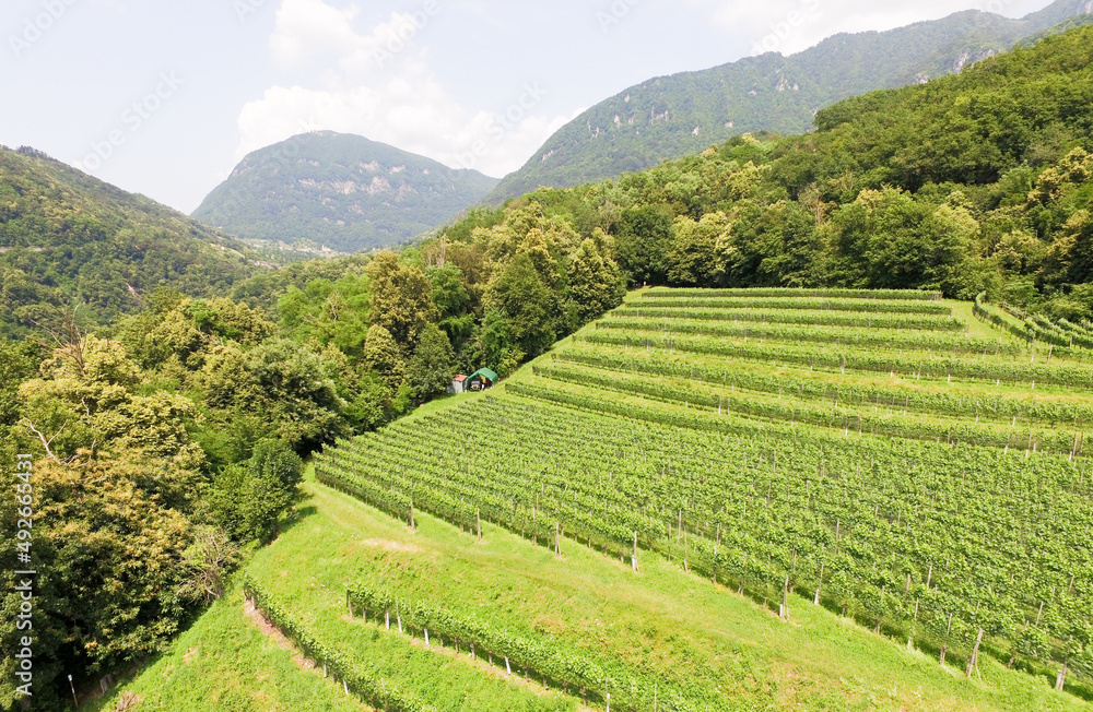 Aerial view of vineyards fields in Switzerland, close to Lugano city
