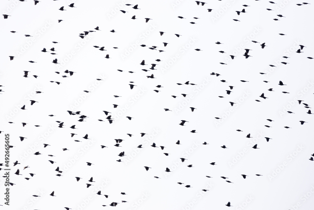 A huge murmuration of blackbirds flying against a cloudy white sky