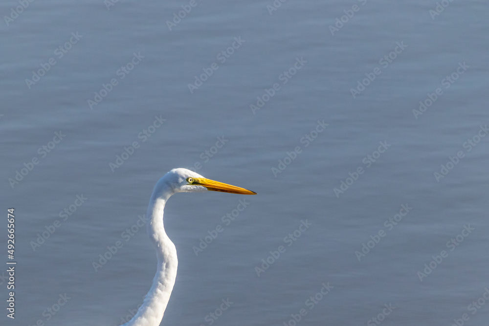 Great egret (Ardea alba) looking out over the water at Edwin B. Forsythe National Wildlife Refuge, New Jersey, USA