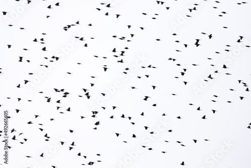 A huge murmuration of blackbirds flying against a cloudy white sky