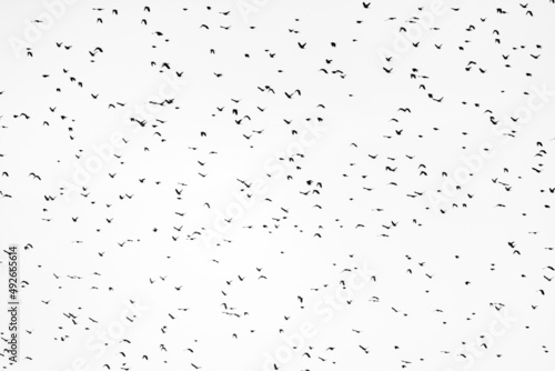 A huge murmuration of blackbirds flying against a cloudy white sky © Eric Dale Creative
