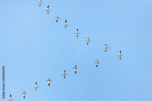 Migrating snow geese (Anser caerulescens) flying in a V formation against a blue sky over New Jersey, USA
