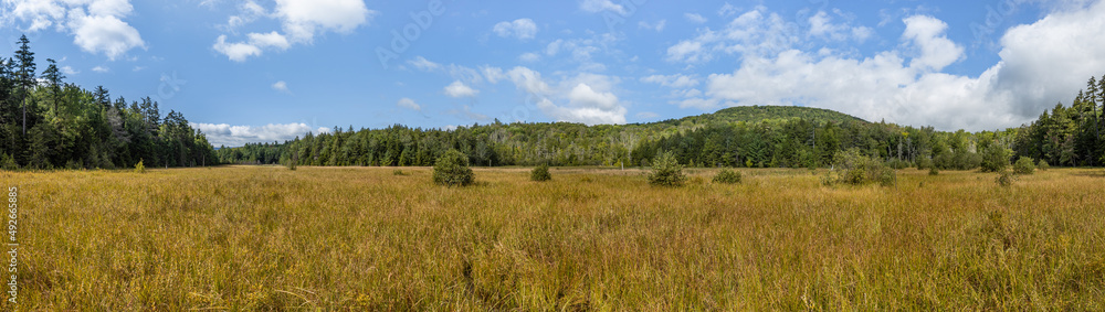 Sunny, panoramic view of the hidden marsh or fen at Mountain Top Arboretum, Tannersville, New York, USA