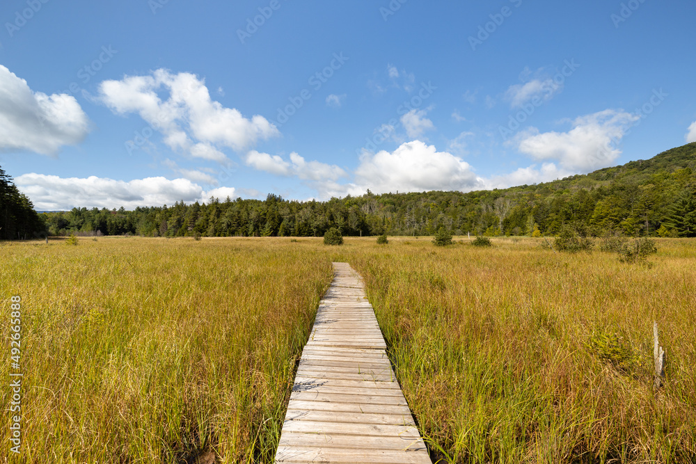 Fototapeta premium Sunny landscape view of the hidden marsh or fen at Mountain Top Arboretum, Tannersville, New York, USA