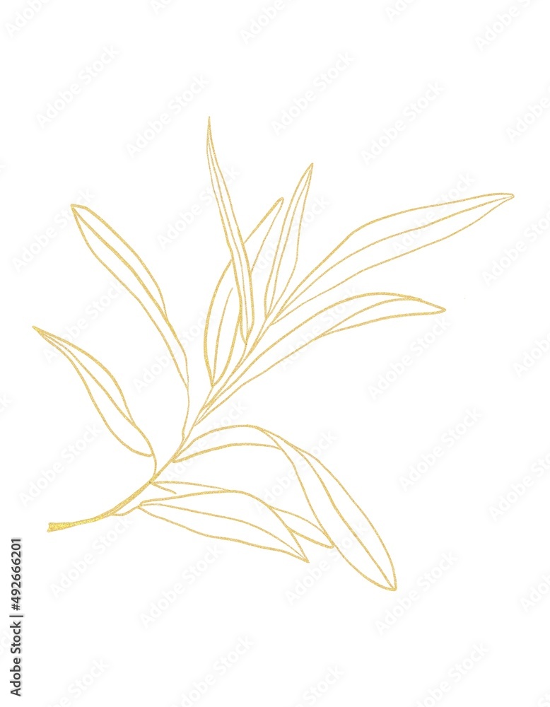 Gold line botanical illustration of branch Gold line botanical illustration of branch