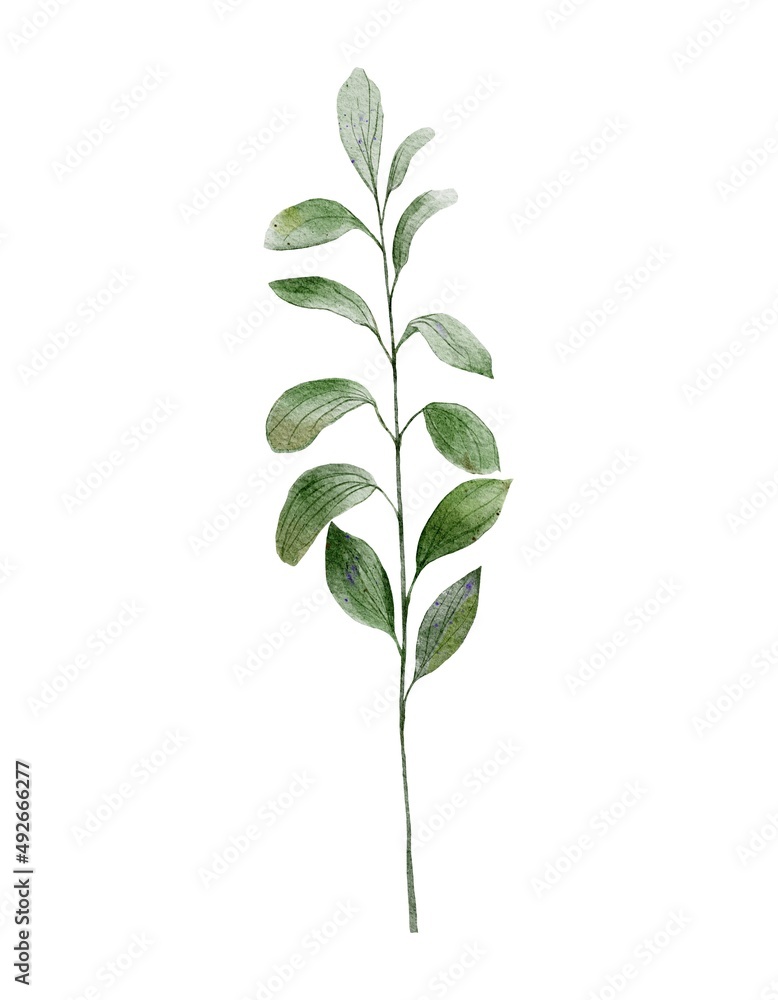 Watercolor botanical clipart of green branch Watercolor botanical clipart of green branch