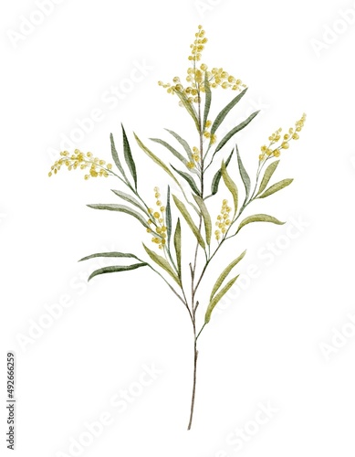 Watercolor botanical clipart of green branch