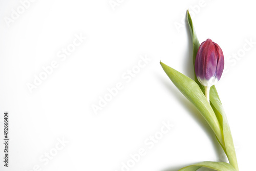 Tulip of bright color  2 colors - purple and red. Isolated on a white background. Layout. Space copy.