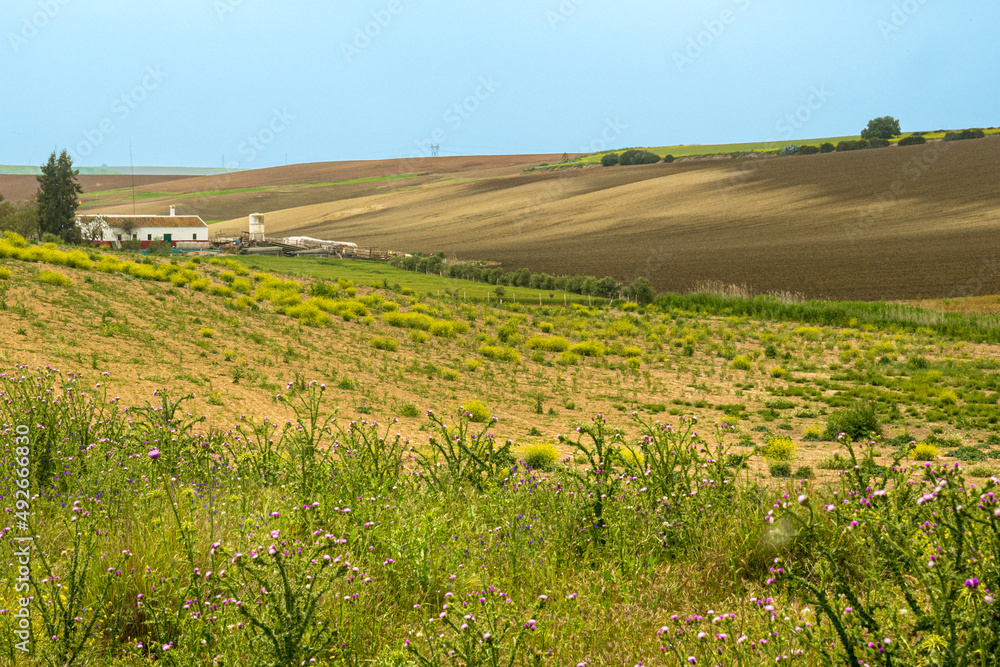Andalusia 01 - campi coltivati e praterie con fattoria.