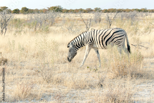 View of zebra in savannah