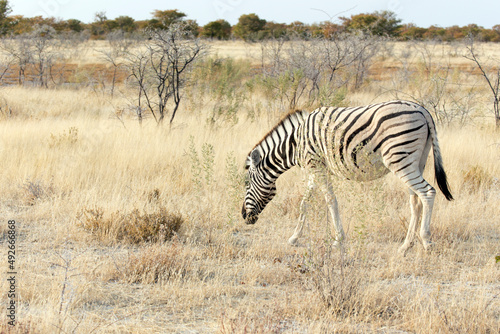 View of zebra in savannah