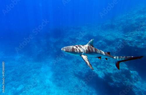 Canvas Print Close view of sharks while swimming