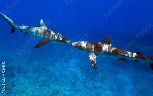 Photography Close view of sharks while swimming