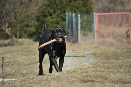 Cane Corso,pies