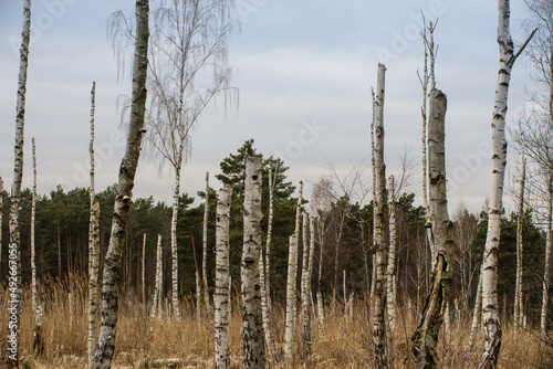 Fototapeta Naklejka Na Ścianę i Meble -  Brzozy, drzewa, bagno