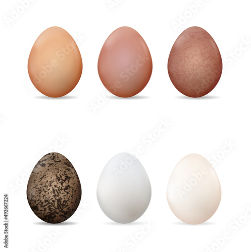 Vector illustration with different types of bird eggs. Chicken eggs with different shades. Organic farm chicken, goose, duck and quail eggs