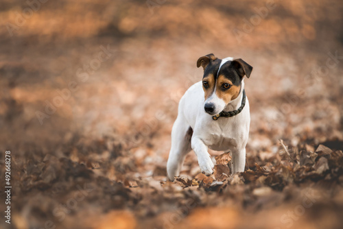 Jack Russel Terrier Jagdhund im Wald