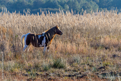Chincoteague pony standing in seagrass at sunset photo