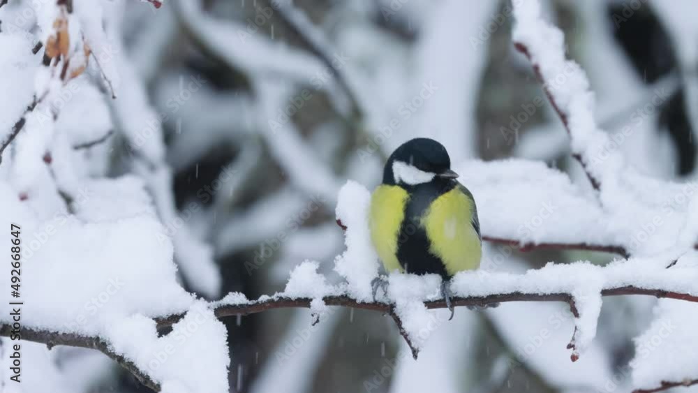 Common European songbird Great tit perched on a snowy branch in the middle of wintry boreal forest Common European songbird Great tit perched on a snowy branch in the middle of wintry boreal forest