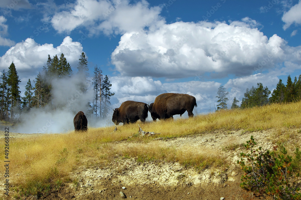 Büffel und Bison im Yellowstone