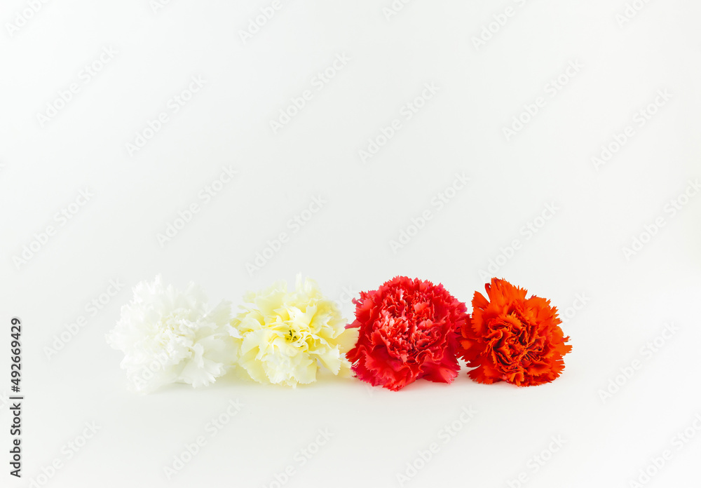 White, yellow, pink and red carnation flowers aligned on white background. White, yellow, pink and red carnation flowers aligned on white background.