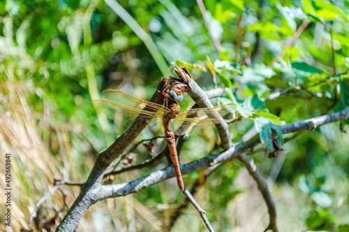 Close-up of a dragonfly sitting on a branch 