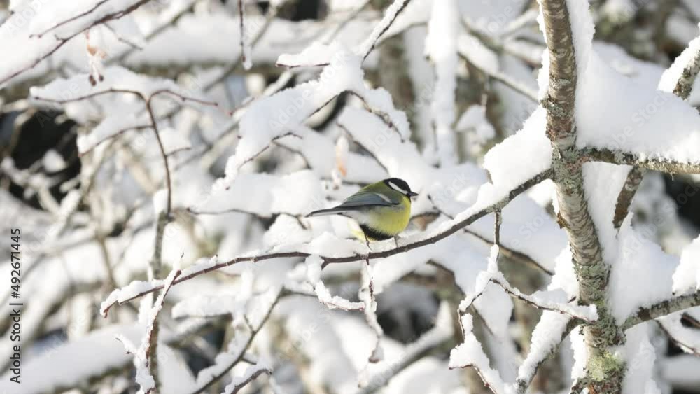 Common European songbird Great tit perched on a snowy branch in the middle of wintry boreal forest on a sunny day Common European songbird Great tit perched on a snowy branch in the middle of wintry boreal forest on a sunny day
