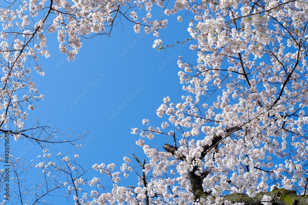 桜(堀代公園) 桜(堀代公園)