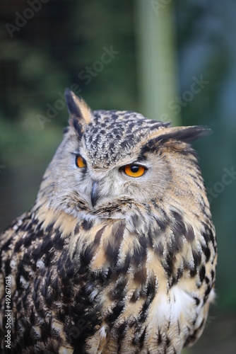 Eagle owl