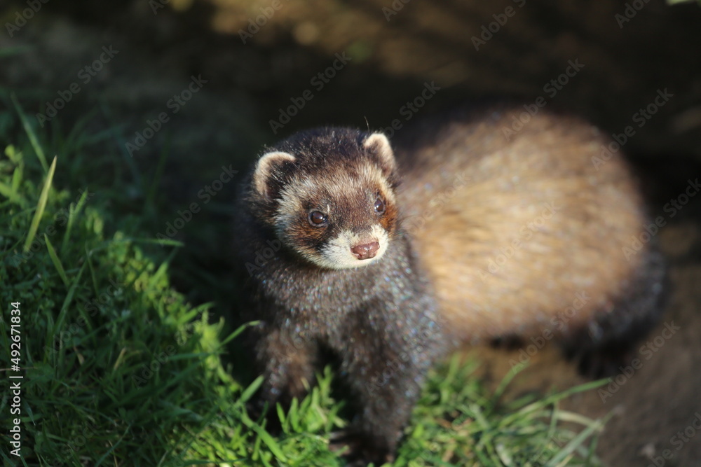 Polecat Polecat