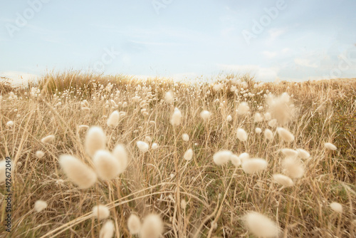Bunnytail grass in field sand dune with blue sky background in new zealand photo