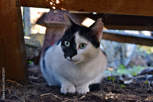 Beautiful white and black domestic cat looking for a mouse