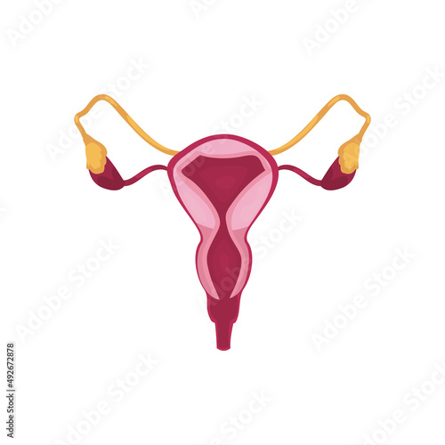 flat realistic uterus design