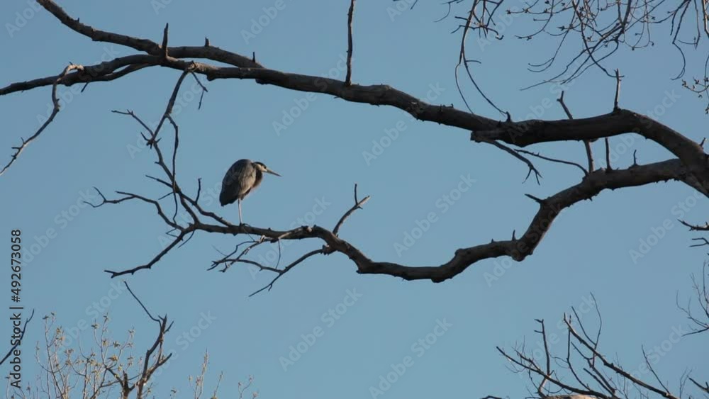 A great blue heron perched on a large bare tree branch turns and sees a red tailed hawk approaching then flies away to the right as the hawk comes in from the left. Video at one half speed. A great blue heron perched on a large bare tree branch turns and sees a red tailed hawk approaching then flies away to the right as the hawk comes in from the left. Video at one half speed.