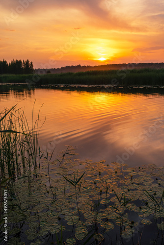 Reeds and water lilies on the surface of the river. Evening on the river Lielupe. Sunset orange, golden sky.