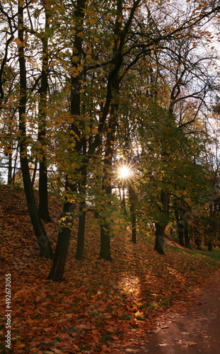 autumn in the woods