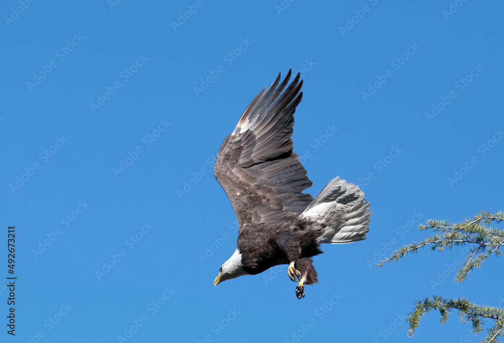 Obraz premium bald eagle in flight taking off from a tree showing strong pectoral flight muscles and wingspan