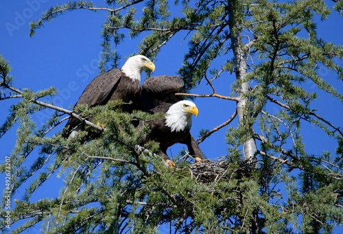 Pair of American bald eagles perched on a pine tree with one with partially spread wings in Southern California photo