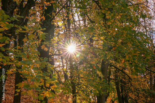 autumn in the park