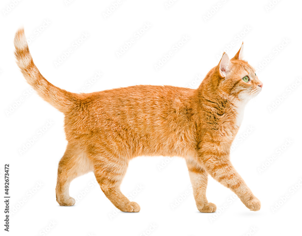 ginger cat walks on a white and isolated background - obrazy, fototapety, plakaty 