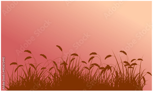 dry grass, dead grass in summer