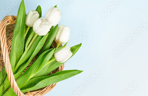 Fototapeta Naklejka Na Ścianę i Meble -  white tulips in a wicker basket on a light blue background